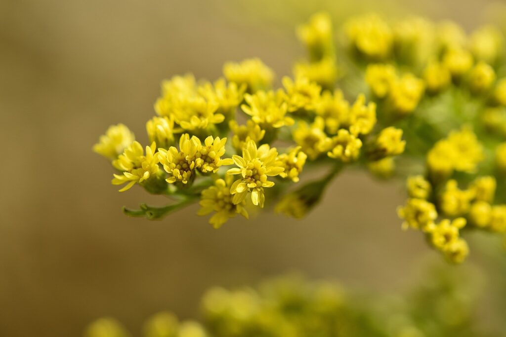 verga d'oro fiorita con fiori gialli su ramo in primo piano