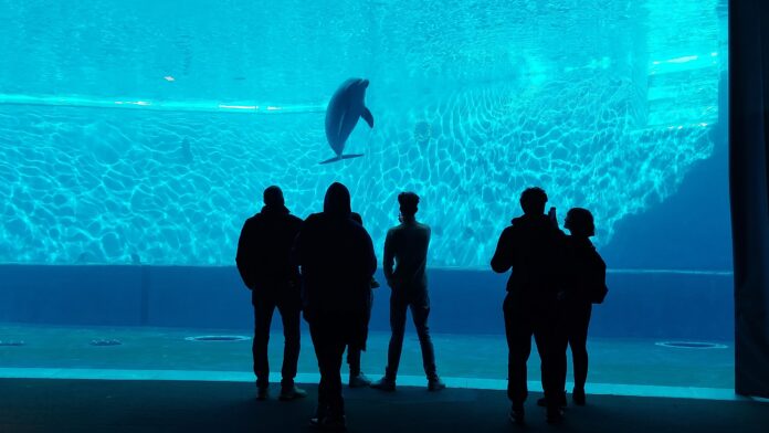 Ferragosto 2023 all' Acquario di Genova - nella foto delle persone guardano un'enorme vasca in cui sta nuotando un delfino