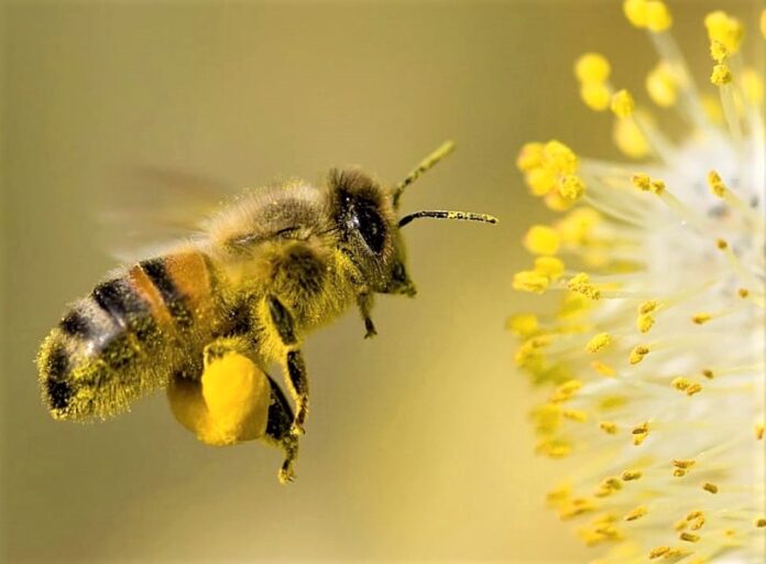 Turismo esperienziale - un'ape va vwerso il cuore di un fiore giallo