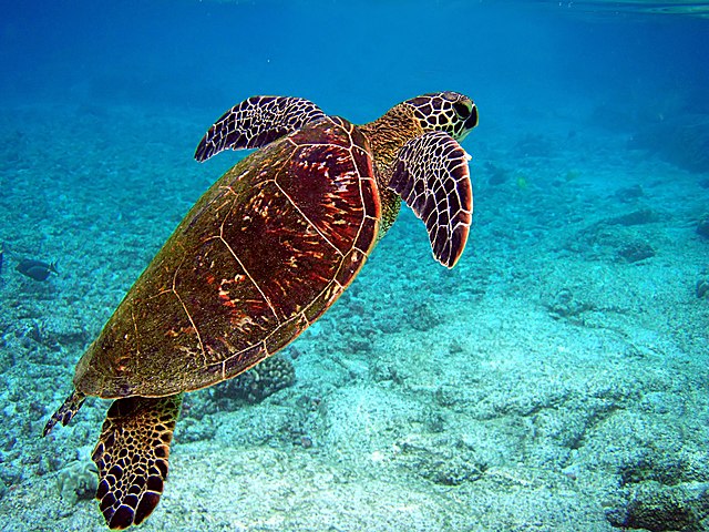 tartarughe marine una fotografata nei fondali marini cona acqua azzurra