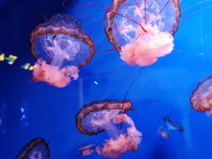 come curare le punture di meduse - nella foto delle meduse rosse e blu nuotano in mare