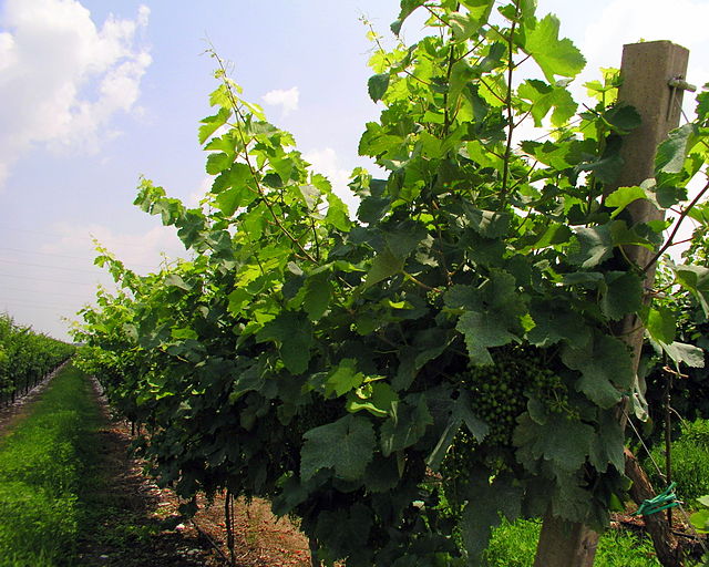 vitigni di prosecco visti molto da vicino con grappoli in maturazione