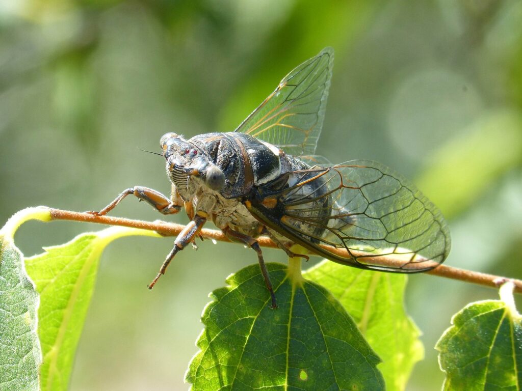 una cicala verde e dorata è appoggiata su una foglia