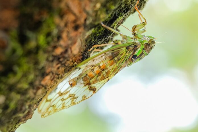 una cicala verde e dorata è appoggiata su un albero