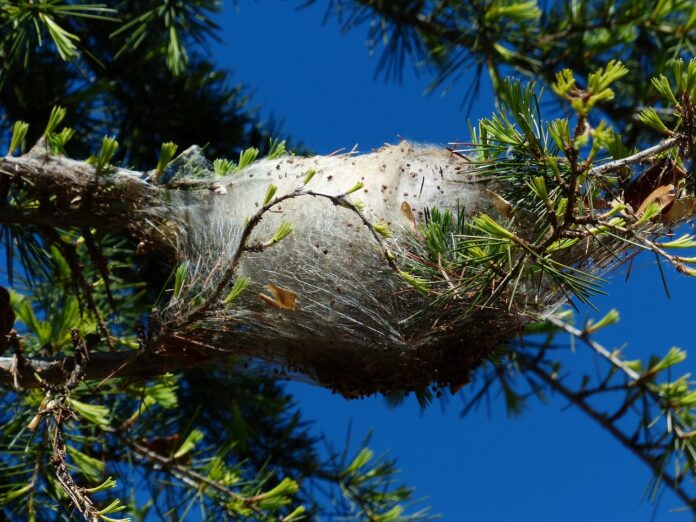 processionaria - un nido fatto a bozzolo bianco incastrato tra rami e aghi di pino