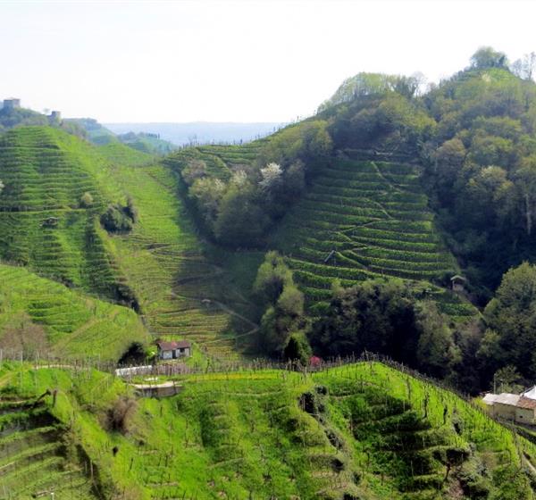 colline con piccola casa e coltivate a vigneti a terrazza