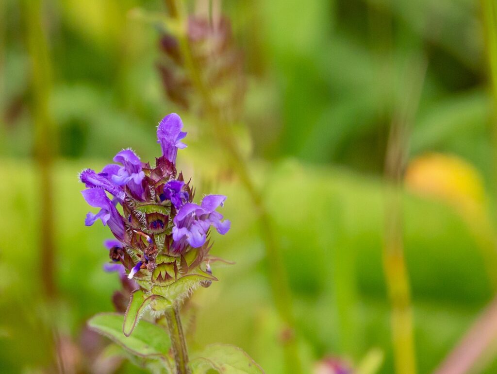 fiori in essicazione di erba prunella