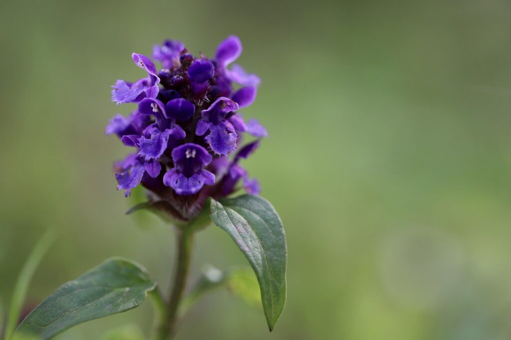 primo piano di erba prunella con sfondo prato verde