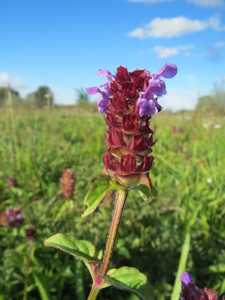 piccoli fiori sugli steli