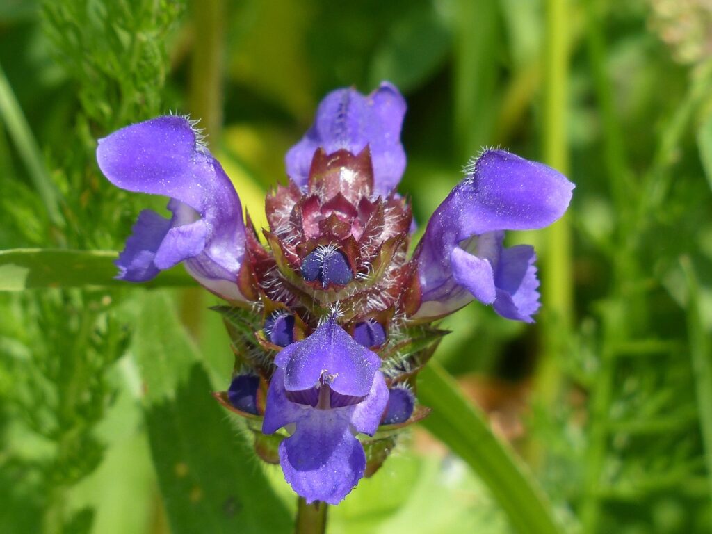 primo piano di fiore viola blu di prunella