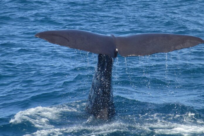 whale watching - la coda di una balena spunta dal mare