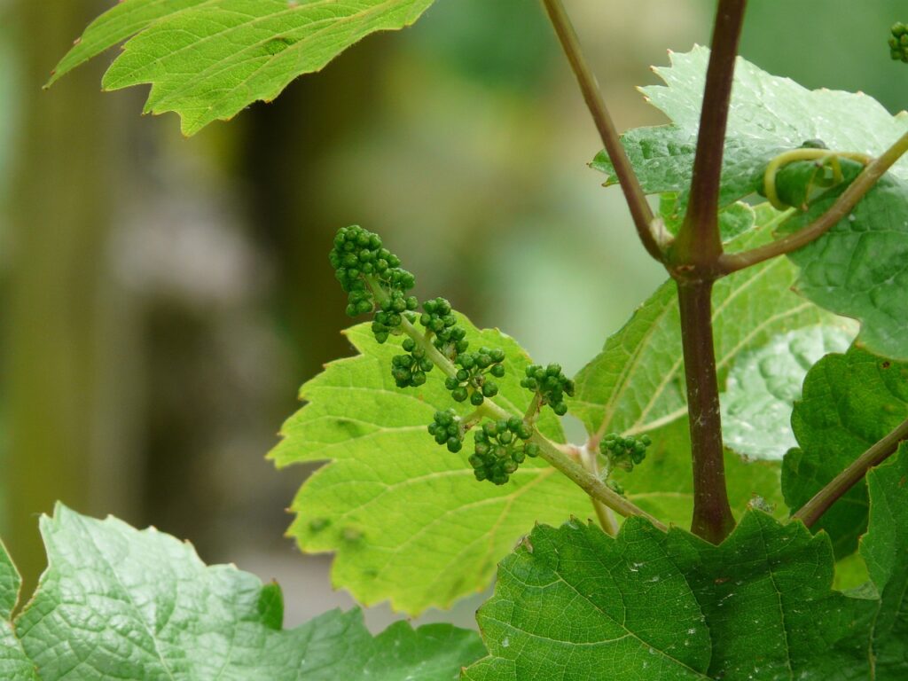 vite inizio di infiorescenza verde su foglie verdi