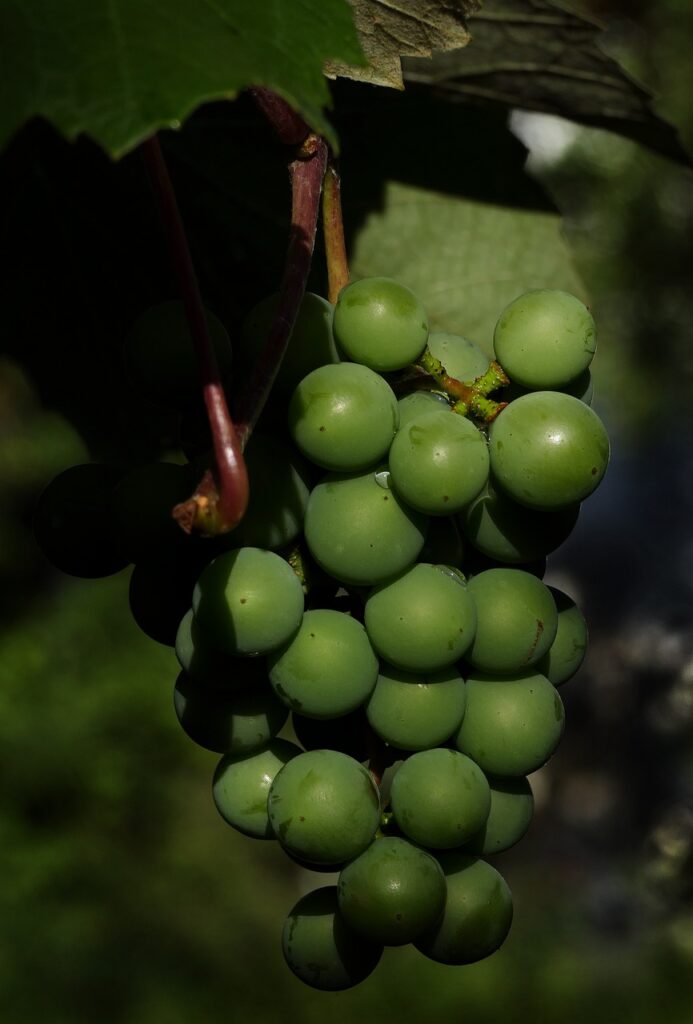 primo piano di un grappolo d uva bianca  su fondo nero