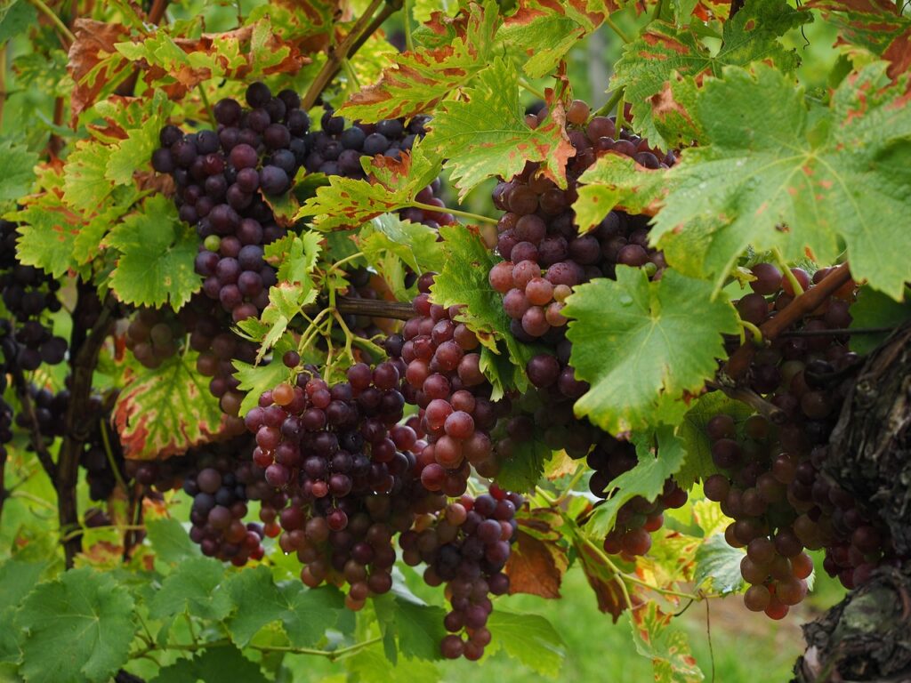 vite di uva nera con moltissimi grappoli a pergolato