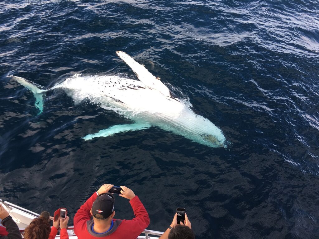 balene in mare a pancia in su vicino a una barca dove un uomo vestito con tuta rossa filma con un telefonino