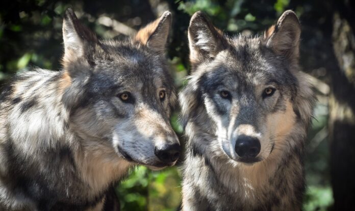 caccia al lupo e corridoi faunistici - nella foto due splendidi esemplari di lupi a pelo lungo e beige