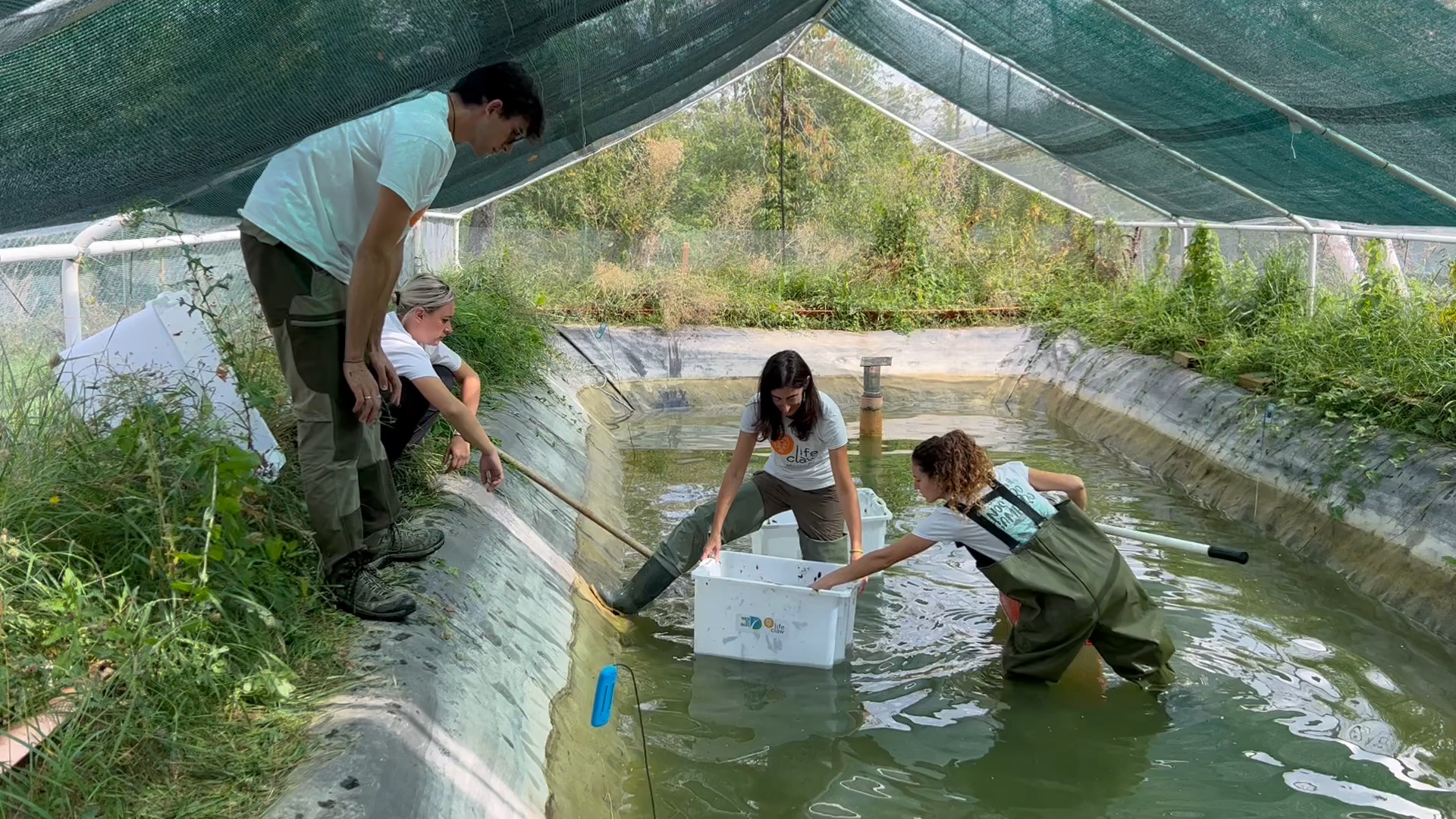 Life Claw - i volontari stanno metendo in vasche apposite delle ceste piene di gamberi di fiume