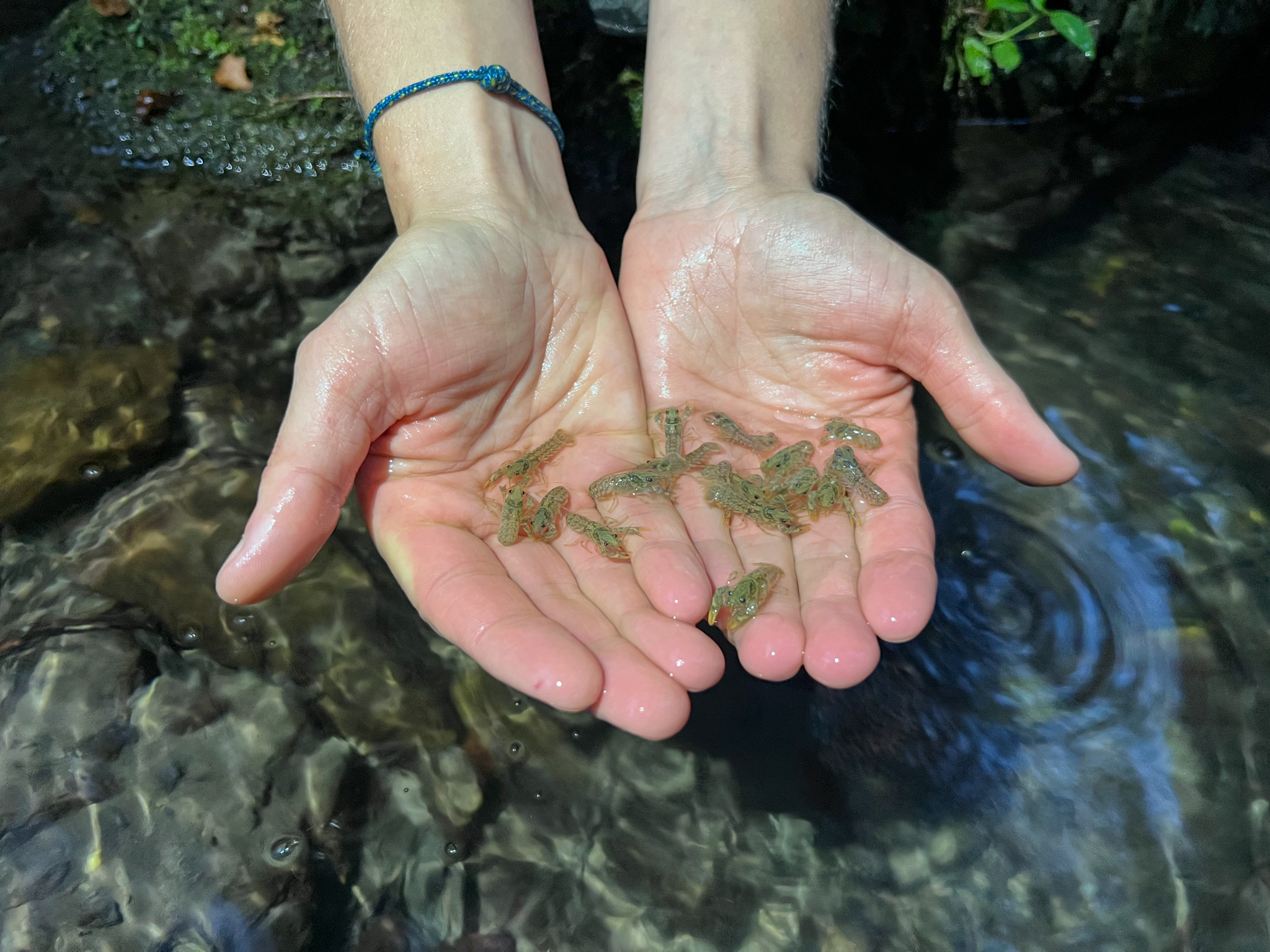 il gambero di fiume - tanti esemplari appoggiati sui palmi delle mani di un uomo