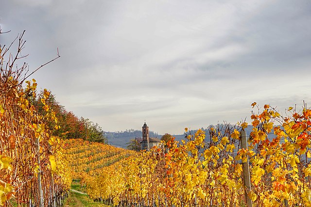 nebbia e vigneti delle langhe  con i coloori bruniti e rosso dorati delle autunnoimmagine licenza CC 