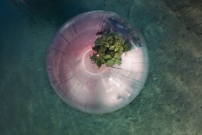 immagine della mostra noli garden con coltura del pesto subacquea