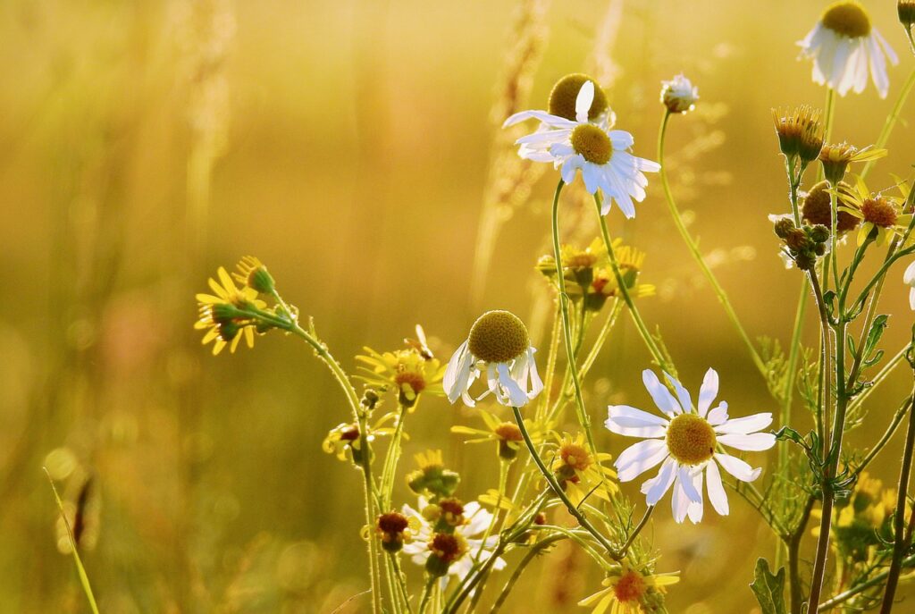 un prato con fiori di camomilla in essicazione tempo estivo