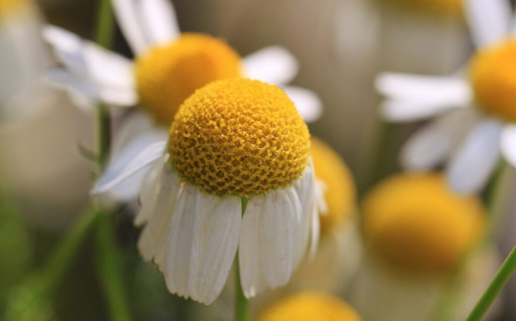 primo piano dei petali e pistilli