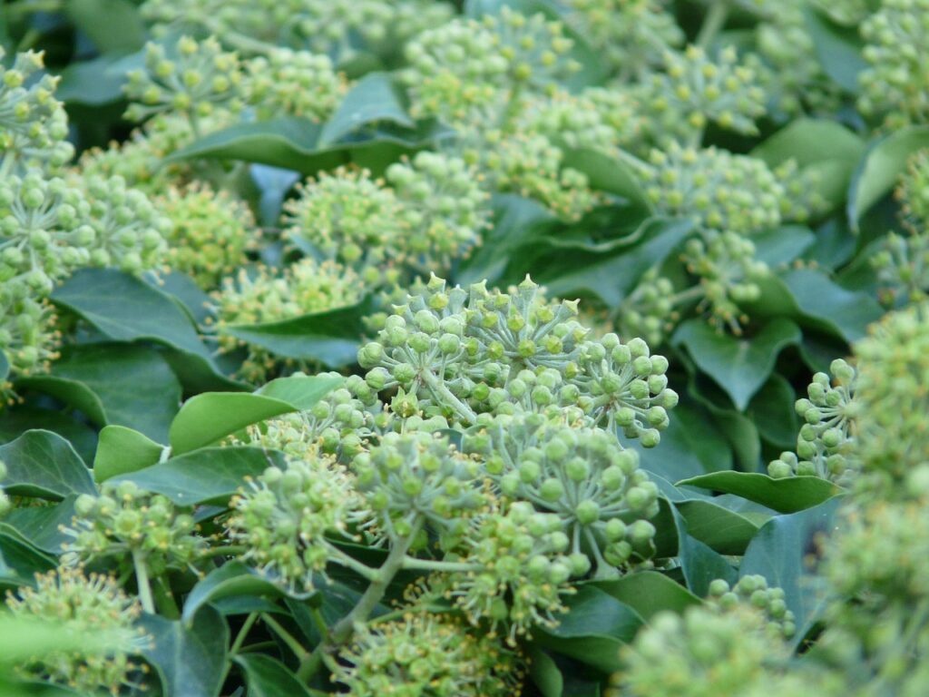 PRIMO PIANO DI FIORI DI EDERA PICCOLISSIMI E MOLTO VERDI