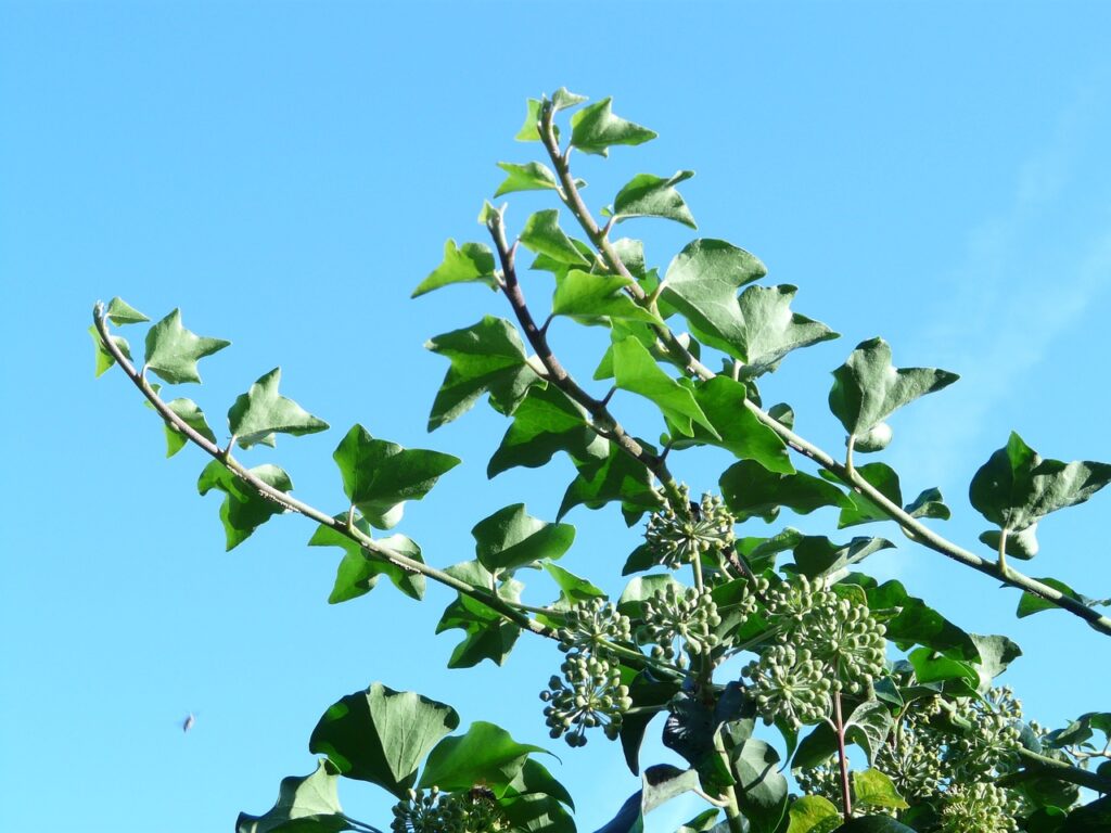 foglie di edera che svettano in un cielo azzurro