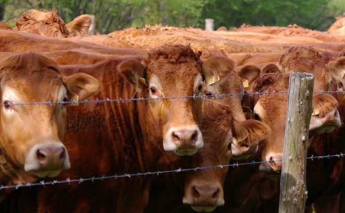 bestiame - una mandria di mucche davanti a un filo spinato