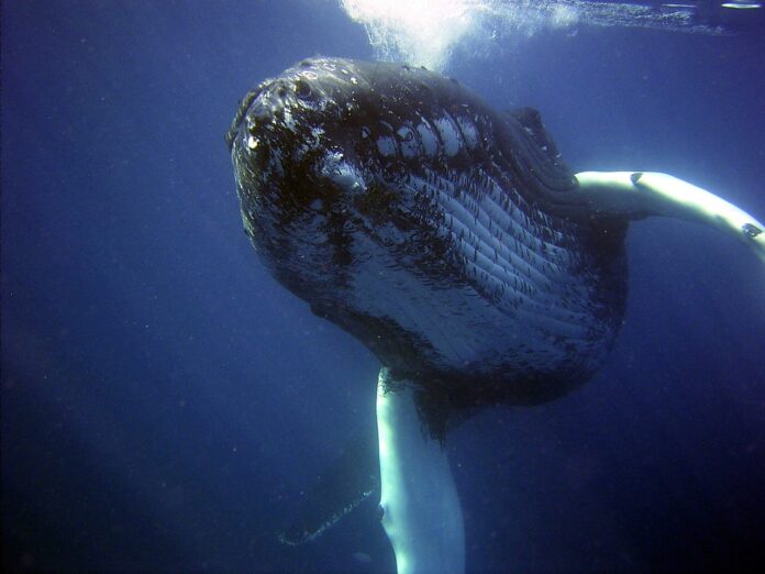 le balene - una balena sta sbuffando l'acqua immersa nel mare blu