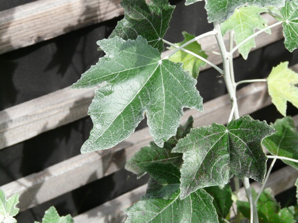 foglie di pioppo bianco su assi di legno chiare