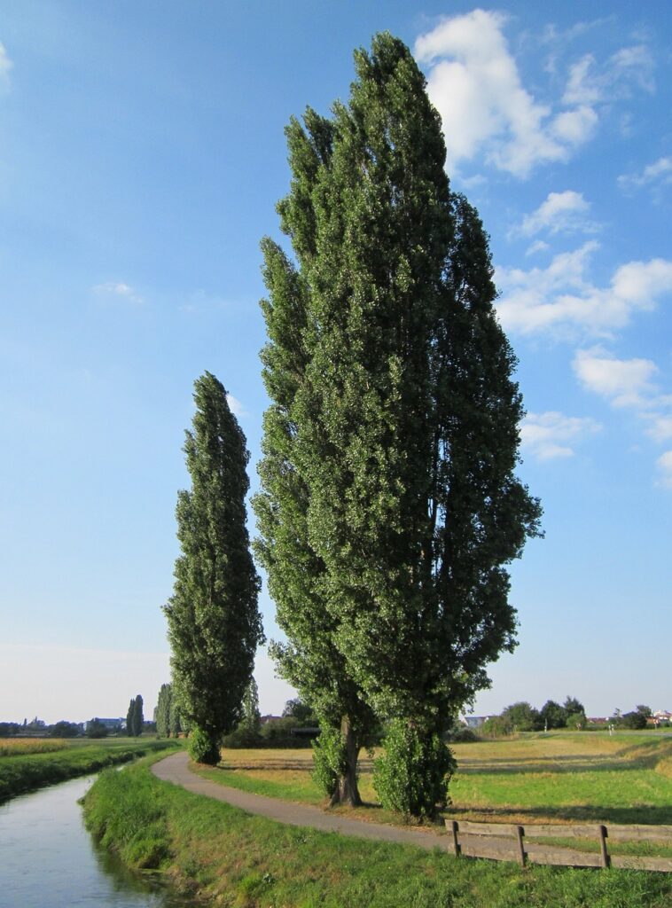 dei pioppi lungo un filare all'aperto sotto cielo azzurro