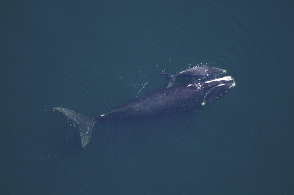 cetacei - una balena nuota con il suo cucciolo affianco