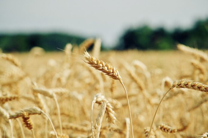 Produzione agricola - un campo di grano con una spiga in primo piano