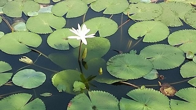 fiori acquatici di loto