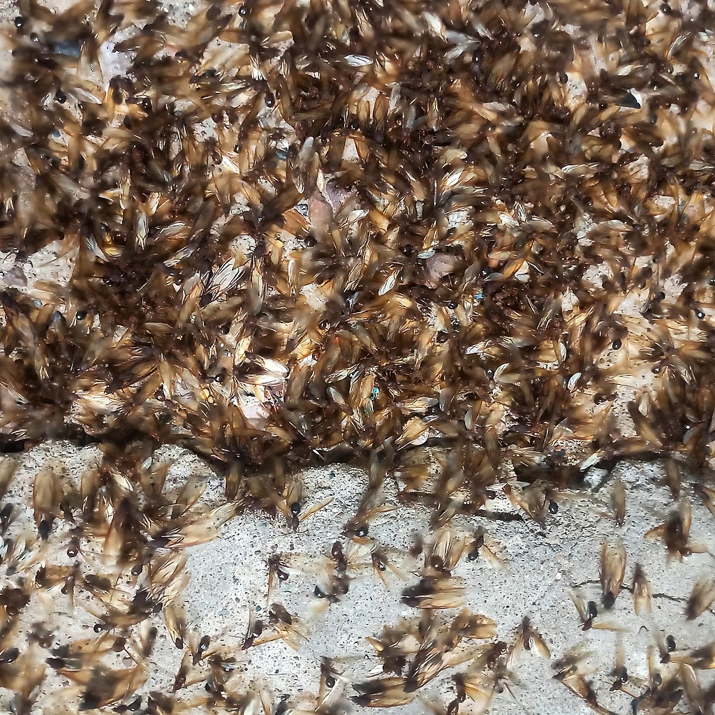 formiche tagliafoglie con le ali, marroni, in gruppo