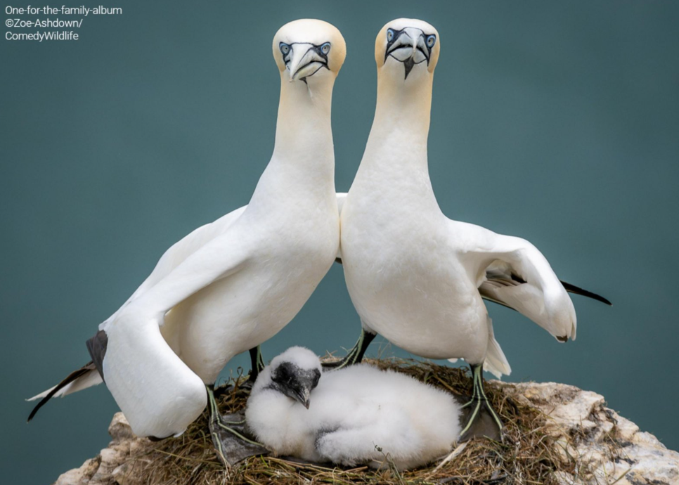 album-di-famiglia-tre-uccelli-papa-mamma-e-piccolo-con-espressioni-buffe