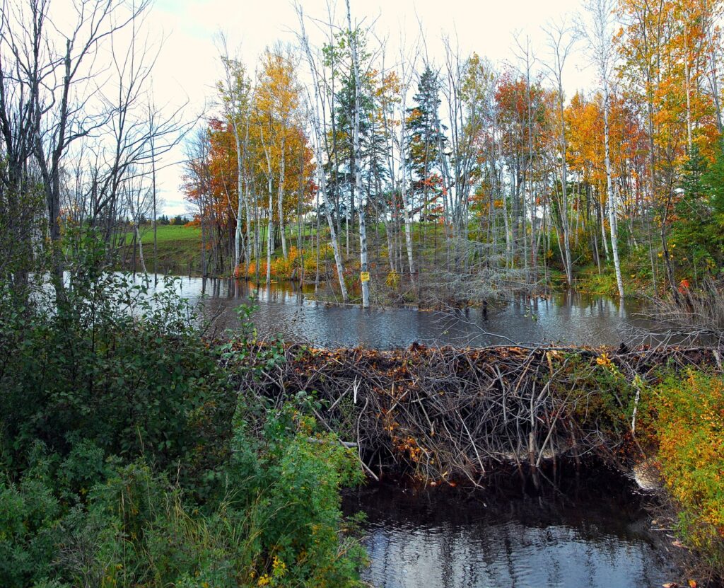 una diga nel fiume costruita da castori, fatta di tanti legnetti che arginano un fiume
