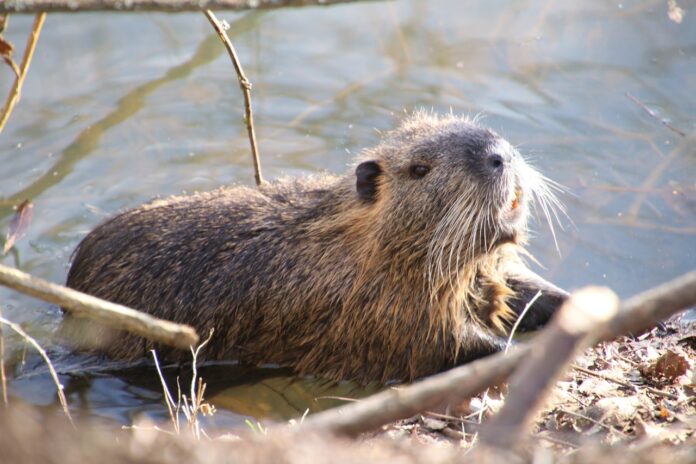 un castoro a pelo rossiccio sta rosicchiando un ramo sul pelo dell'acqua