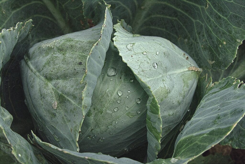 foglie di cavolo con rugiada