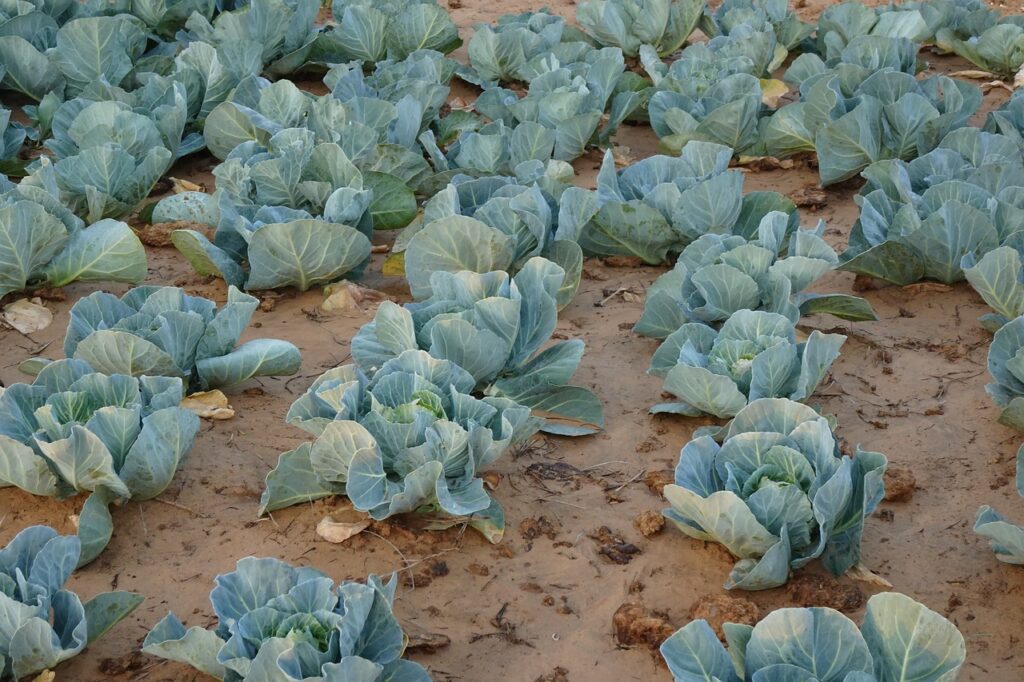 campo coltivato pieno di cavoli