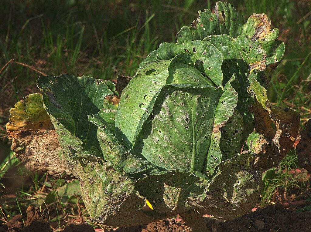 un cavolo in un campo