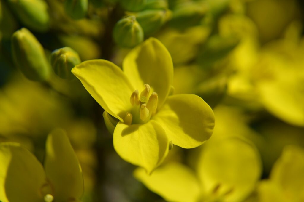 fiore del cavolo