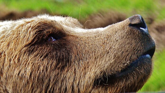 Trento - primo piano di profilo del muso di un orso bruno