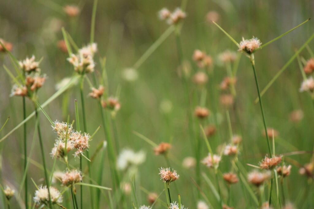 piccoli fiorellini di giungo in un prato verde