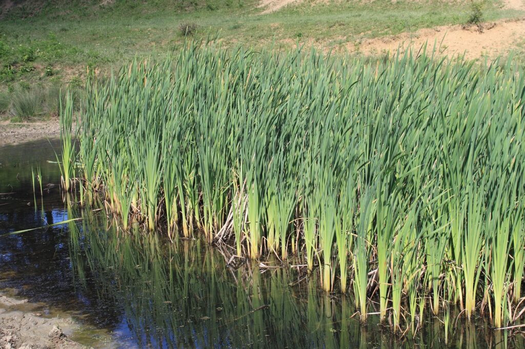 il giunco in una palude con piante nell'acqua