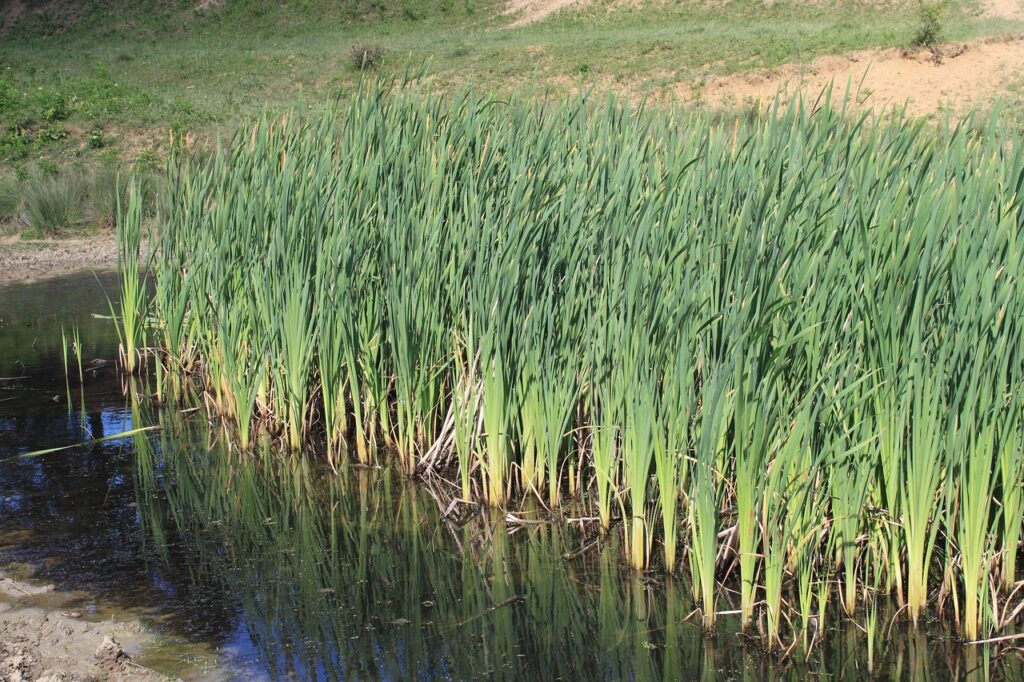 il giunco in  una palude con piante nell'acqua