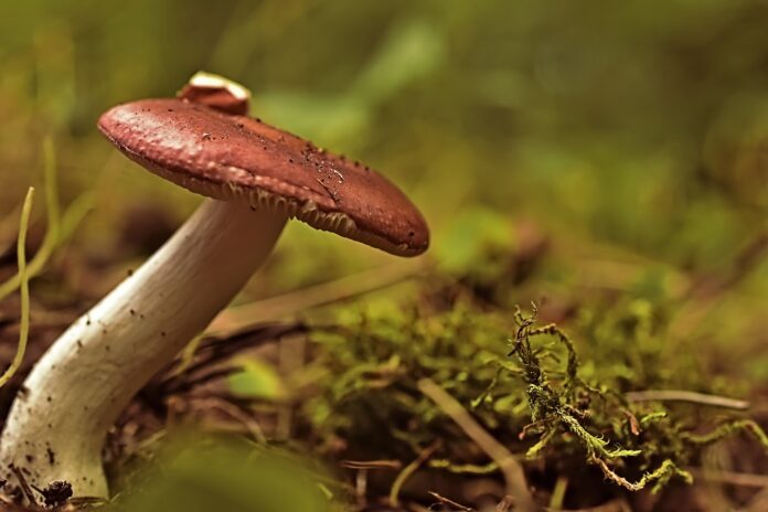 funghi con cappella rossiccia e fusto bianco , nel bosco