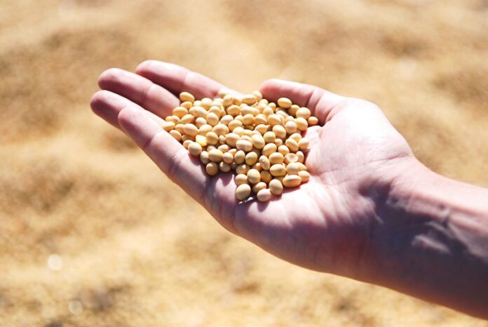 innovazioni World Food Forum - nella foto una mano piena di grani di soia, su sfondo sabbioso