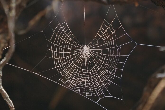 il ragno ragnatela -nella foto un ragnatela tessuta tea due rami